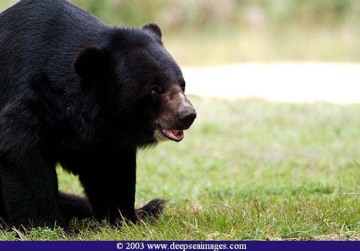 Asian Black Bear